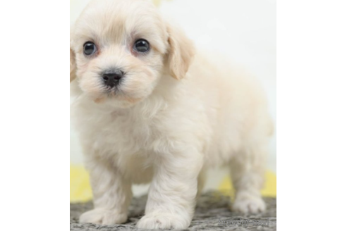 成約済の千葉県のマルプー:マルチーズ×トイプードル-222401の4枚目